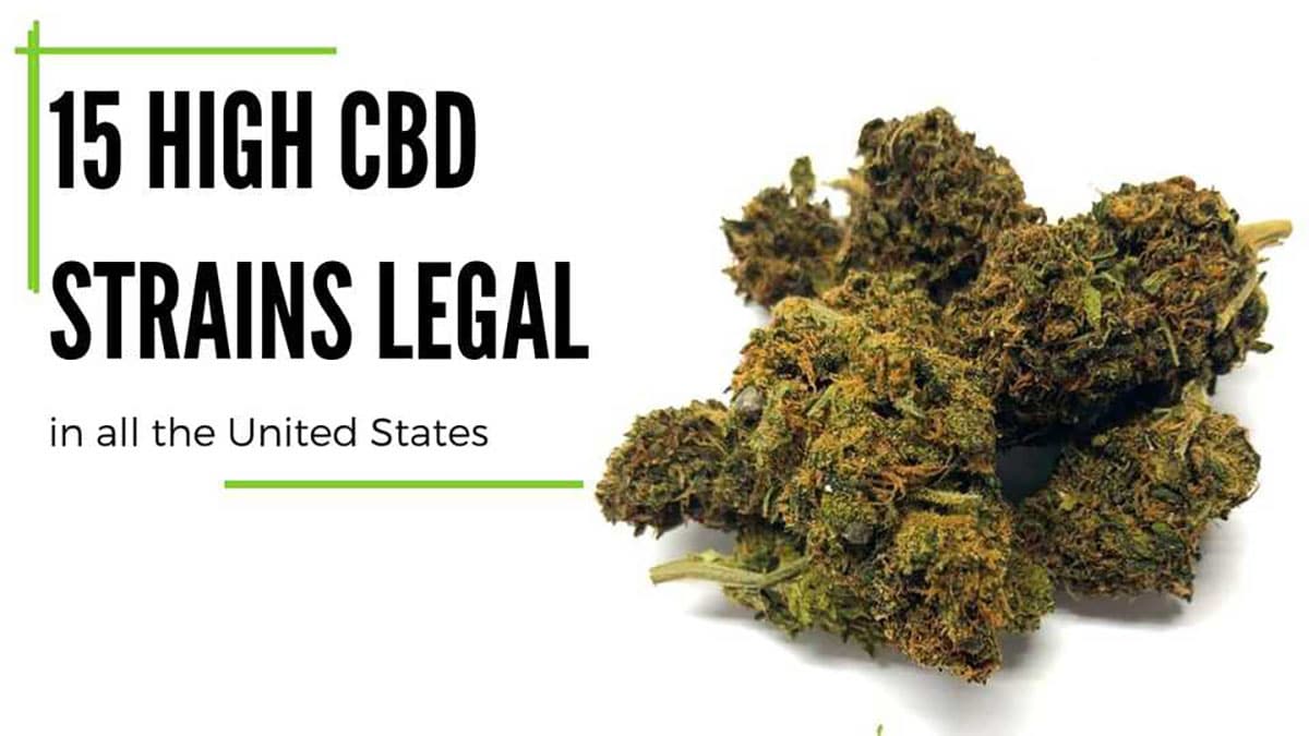 Assortment of high-CBD hemp strains