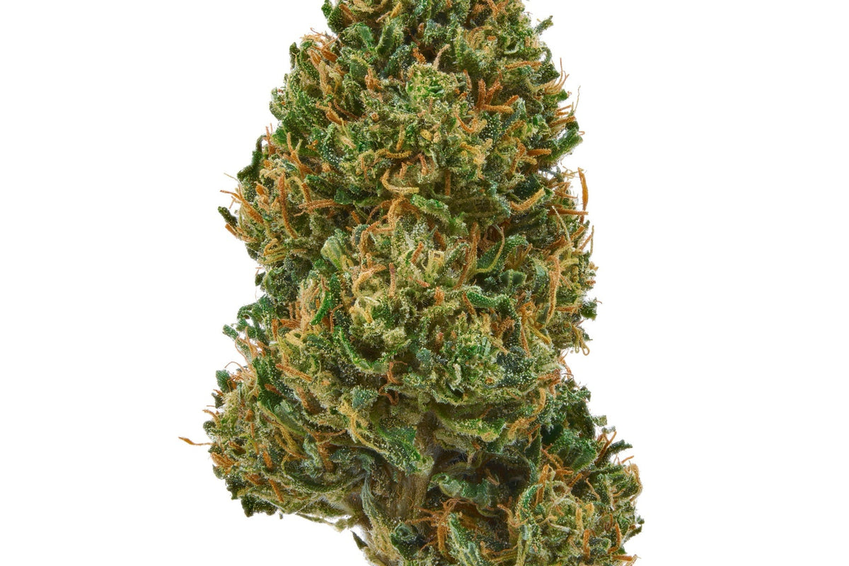 Close-up studio photograph of a full-size flower bud for evaluating a bulk listing