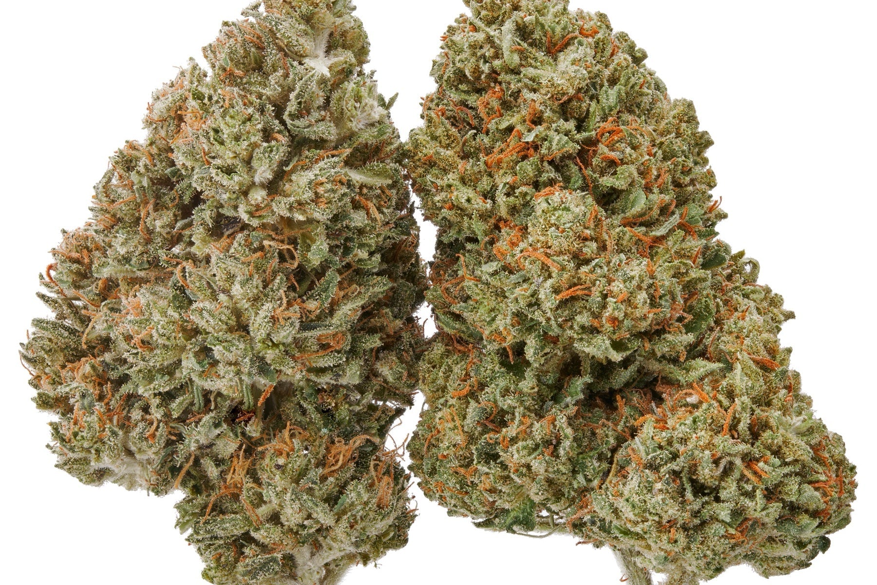 Two Plain Jane flower buds photographed side by side for a flower value comparison