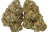 Two Plain Jane flower buds photographed side by side for a flower value comparison
