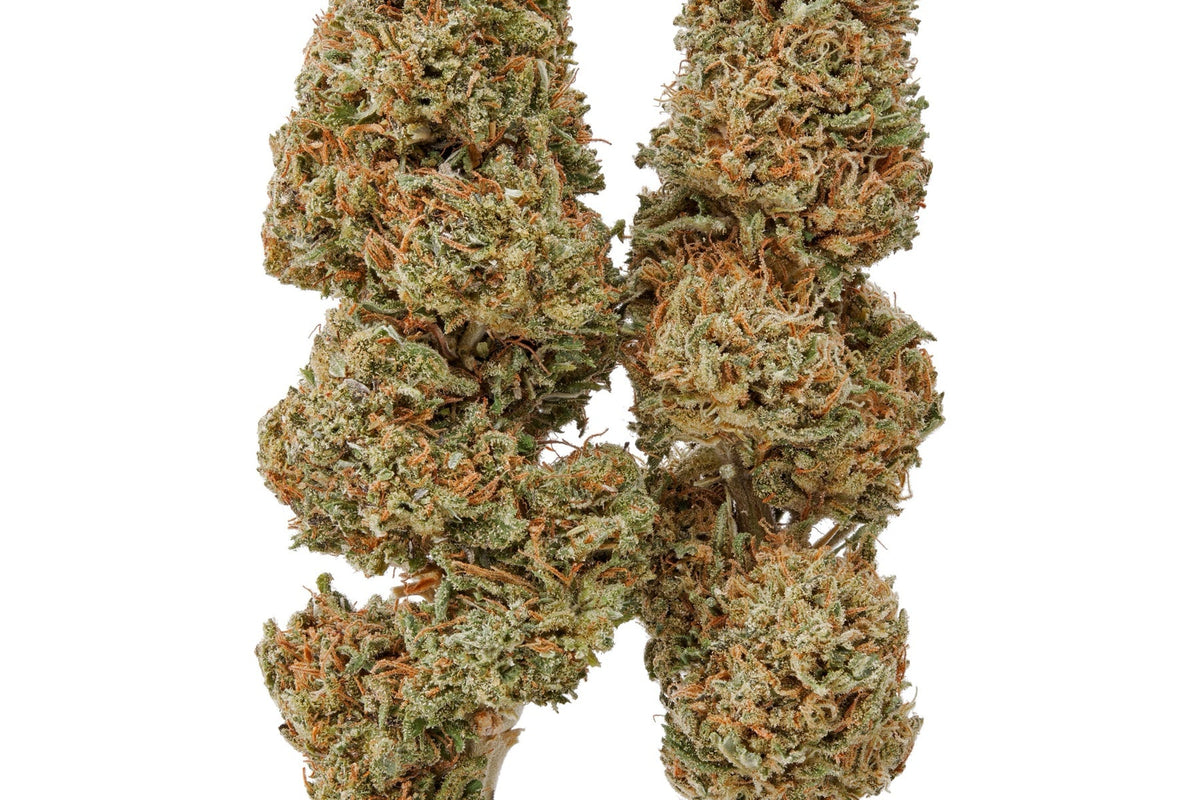 Two Plain Jane flower buds photographed side by side to show cultivar differences