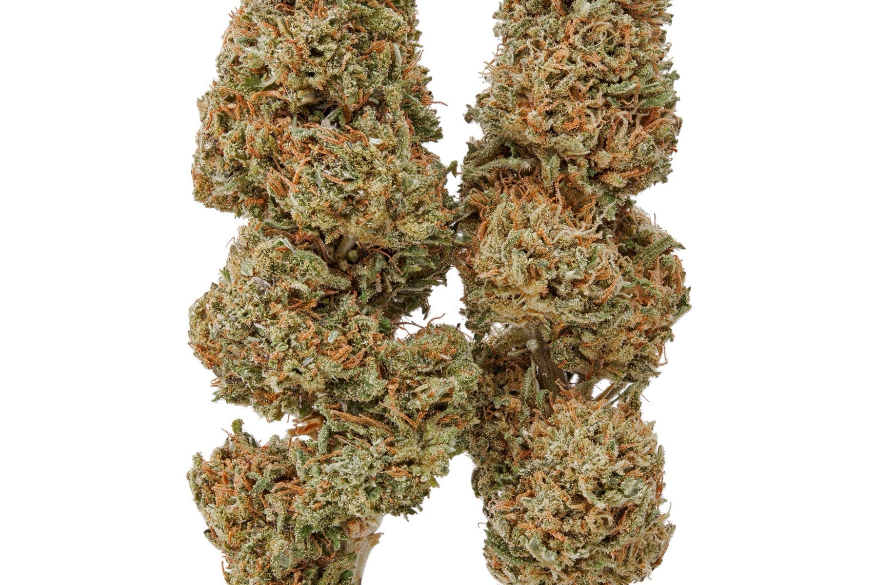 Two Plain Jane flower buds photographed side by side to show cultivar differences