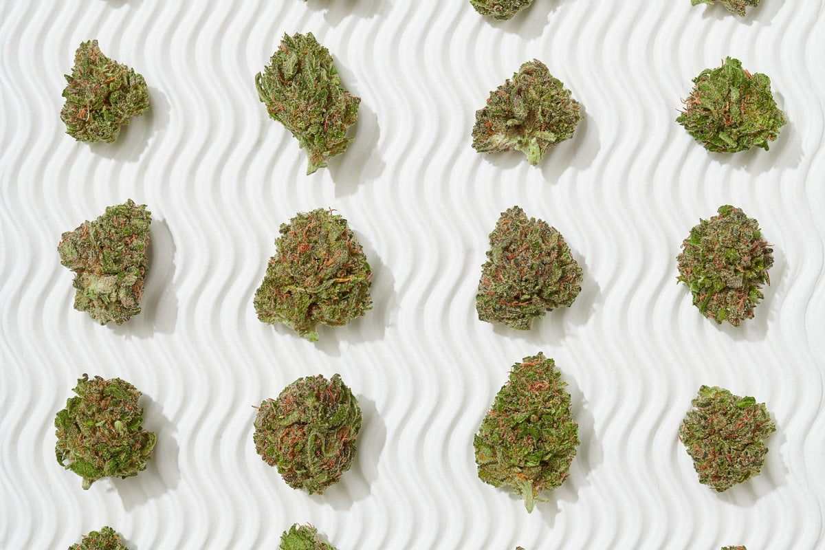Multiple small flower buds arranged in rows for side-by-side comparison