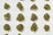 Multiple small flower buds arranged in rows for side-by-side comparison