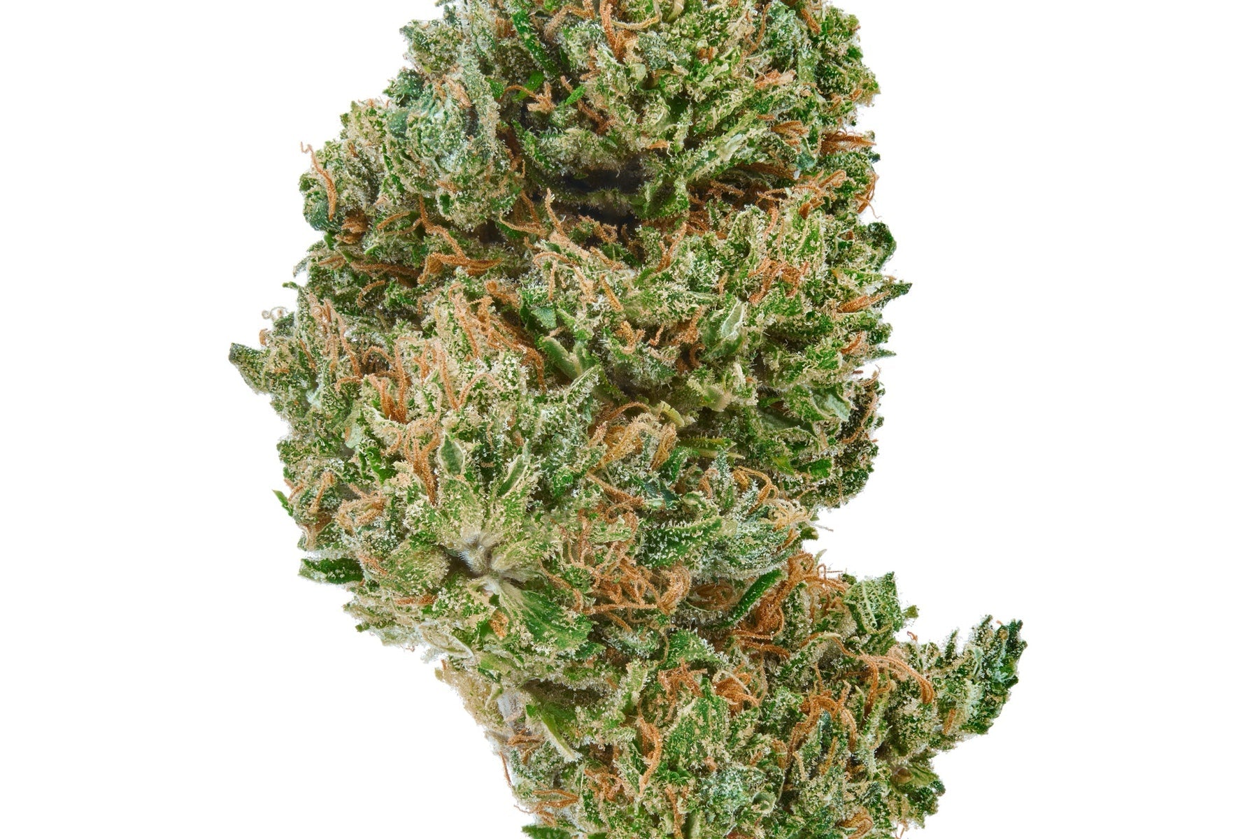 Studio photograph of a Plain Jane flower bud for an online cannabis pound-buying guide