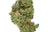 Studio photograph of a Plain Jane flower bud for an online cannabis pound-buying guide
