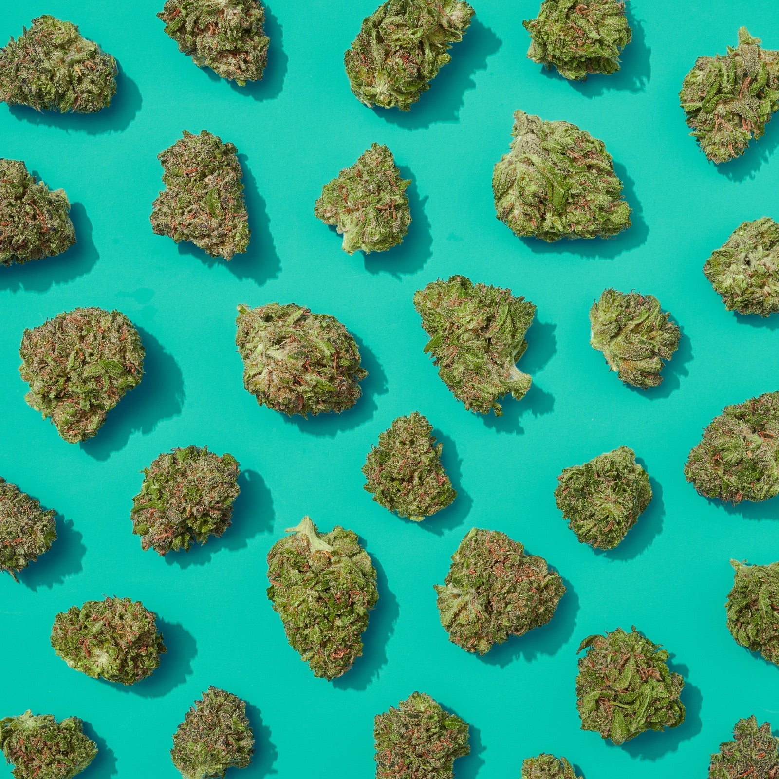 Plain Jane flower buds photographed on a teal studio background