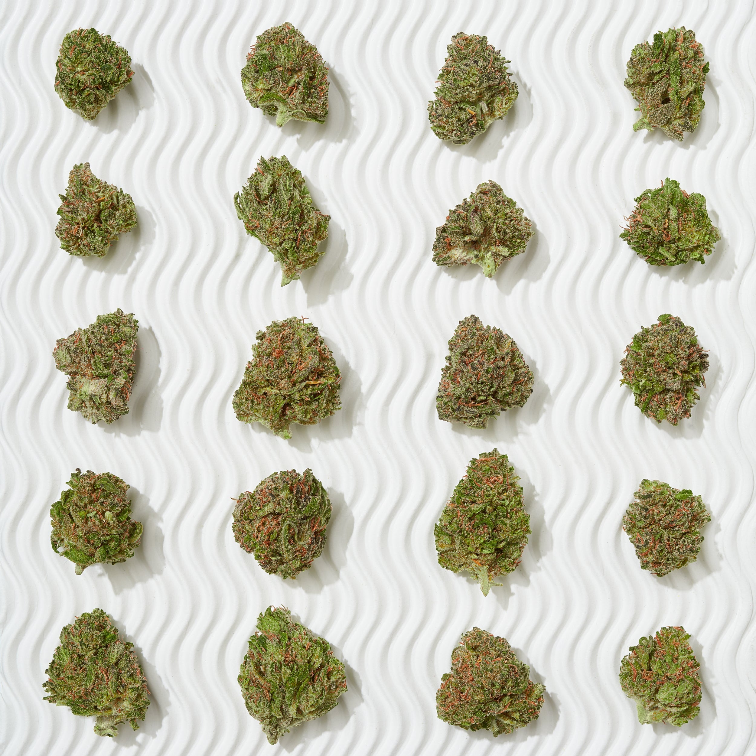 Plain Jane flower buds arranged in rows for a price comparison guide
