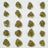 Plain Jane flower buds arranged in rows for a price comparison guide