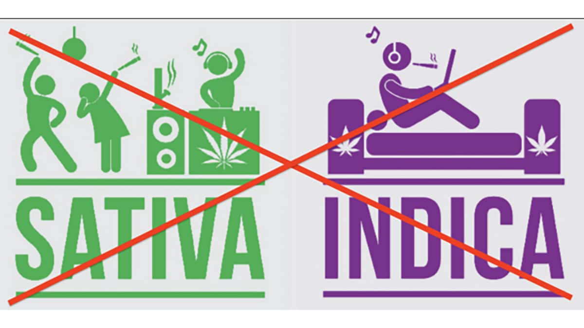 Indica and sativa comparison graphic