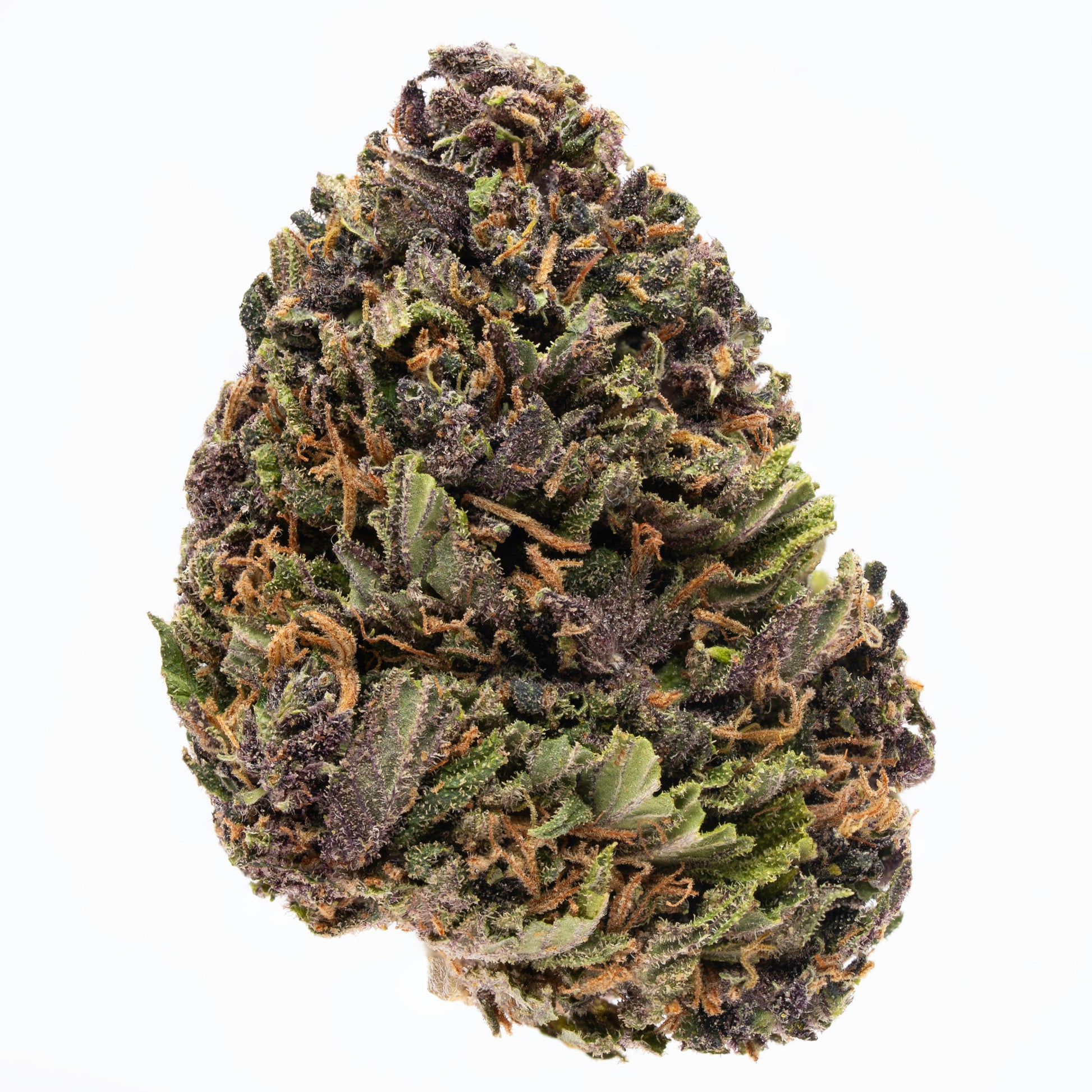 Plain Jane Blue Meringue Flower