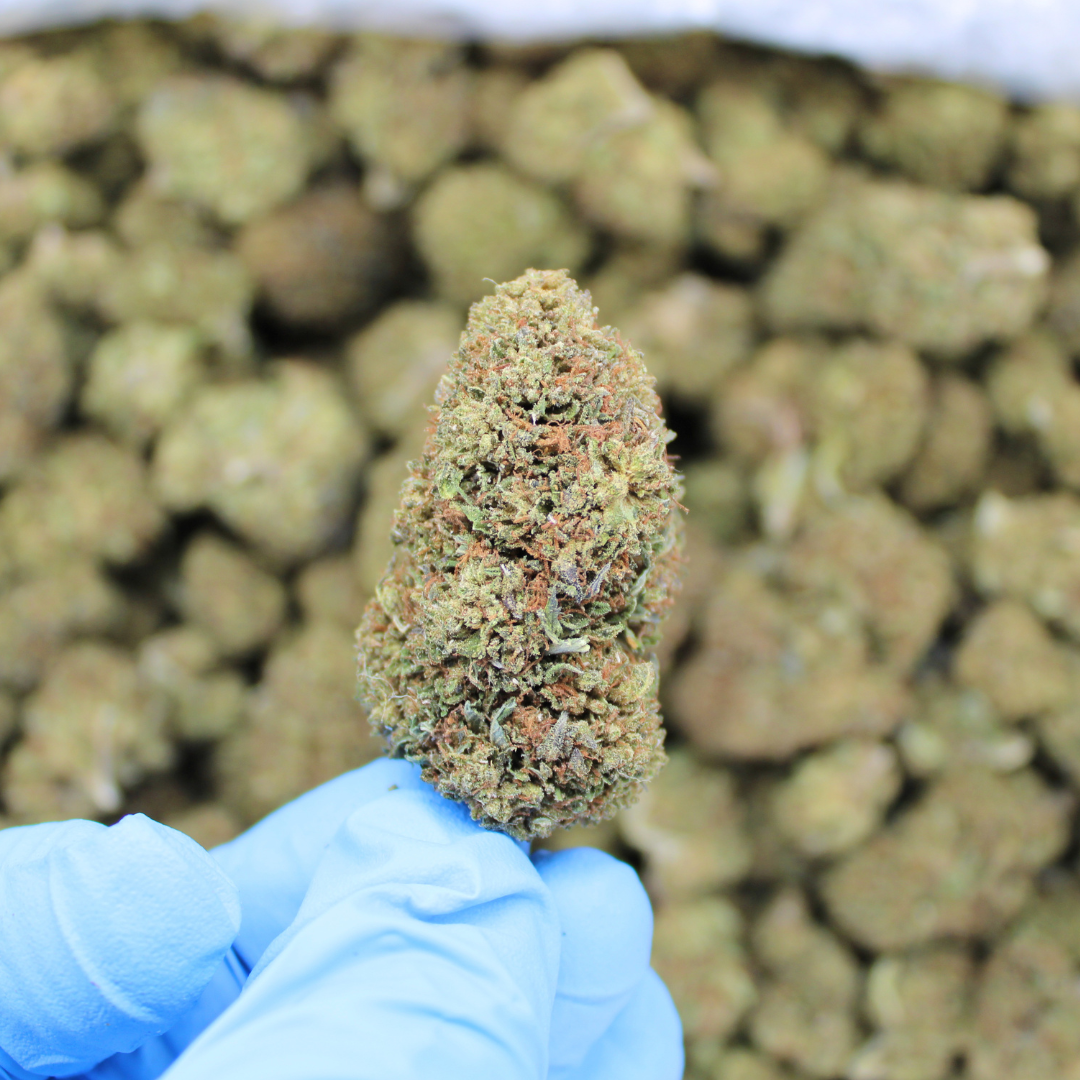 Bubba Kush CBD flower bud held in a gloved hand