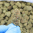 Bubba Kush CBD Flower