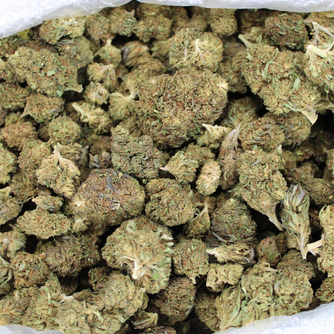 Close-up of CBD small buds