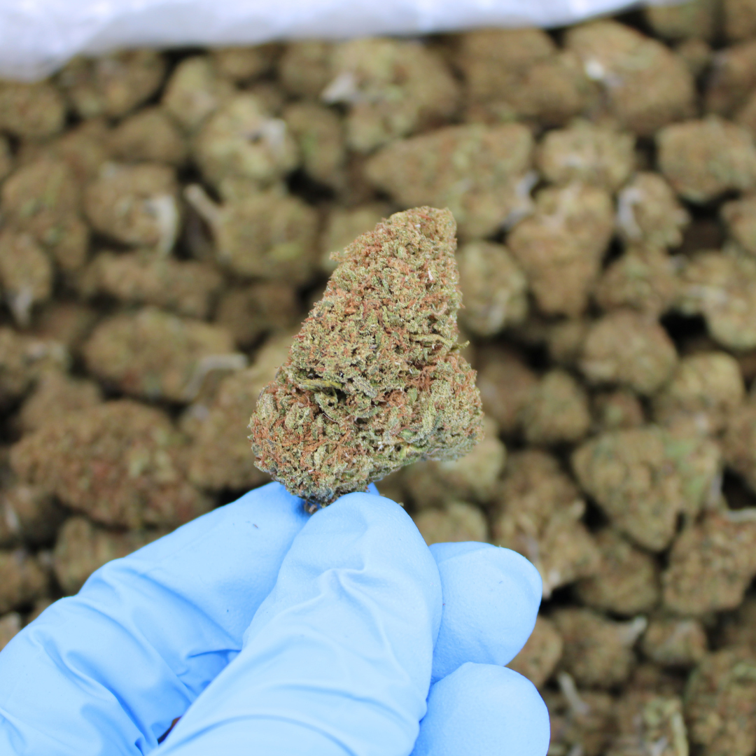 Critical Berries CBD flower bud held in a gloved hand