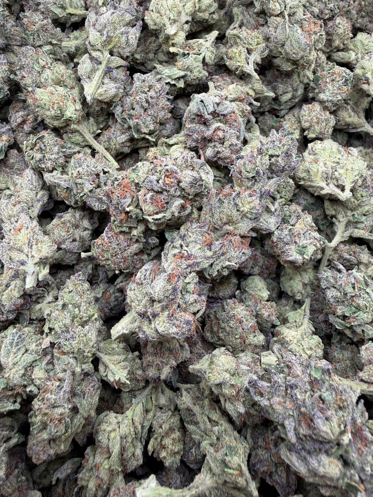 Close-up of Black Cherry Gelato THCA flower buds