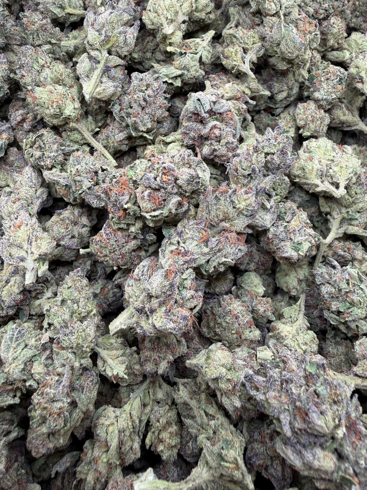 Close-up of Black Cherry Gelato THCA flower buds