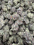 Close-up of Black Cherry Gelato THCA flower buds