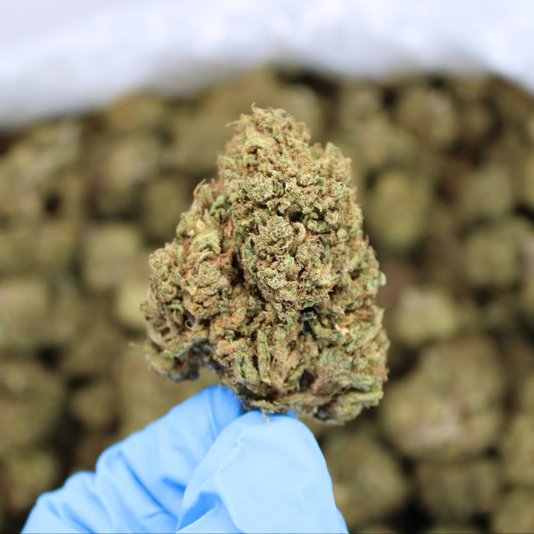 Lemon Octane CBD Flower