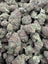 Mimosa THCA flower product photo