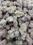 Peanut Butter Breath Exotic THCA flower – multiple frosted purple buds