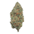 Pipe Dream Indoor THCA flower – isolated frosted full-size nug