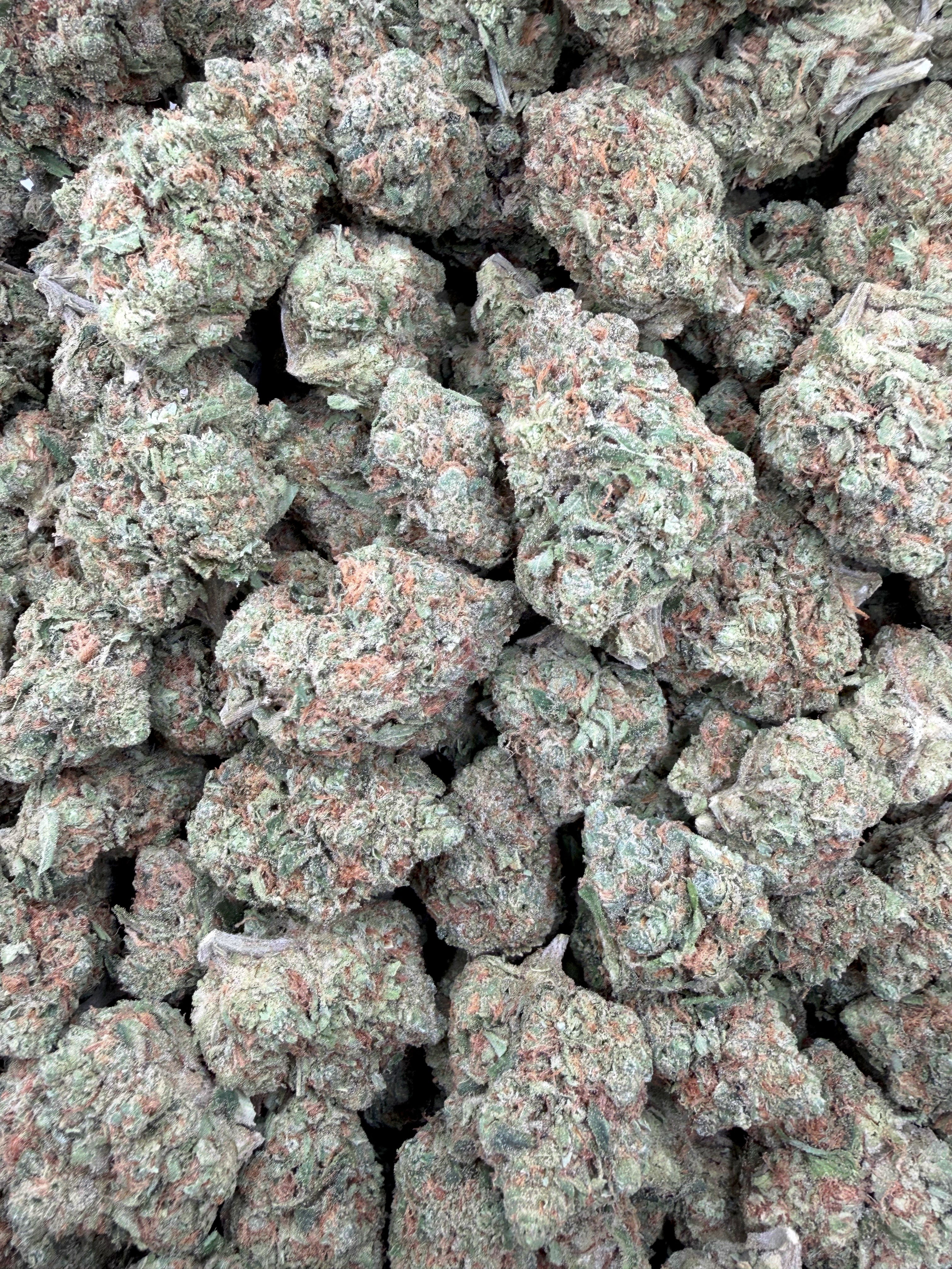 Pipe Dream Indoor THCA flower – multiple frosted full-size buds