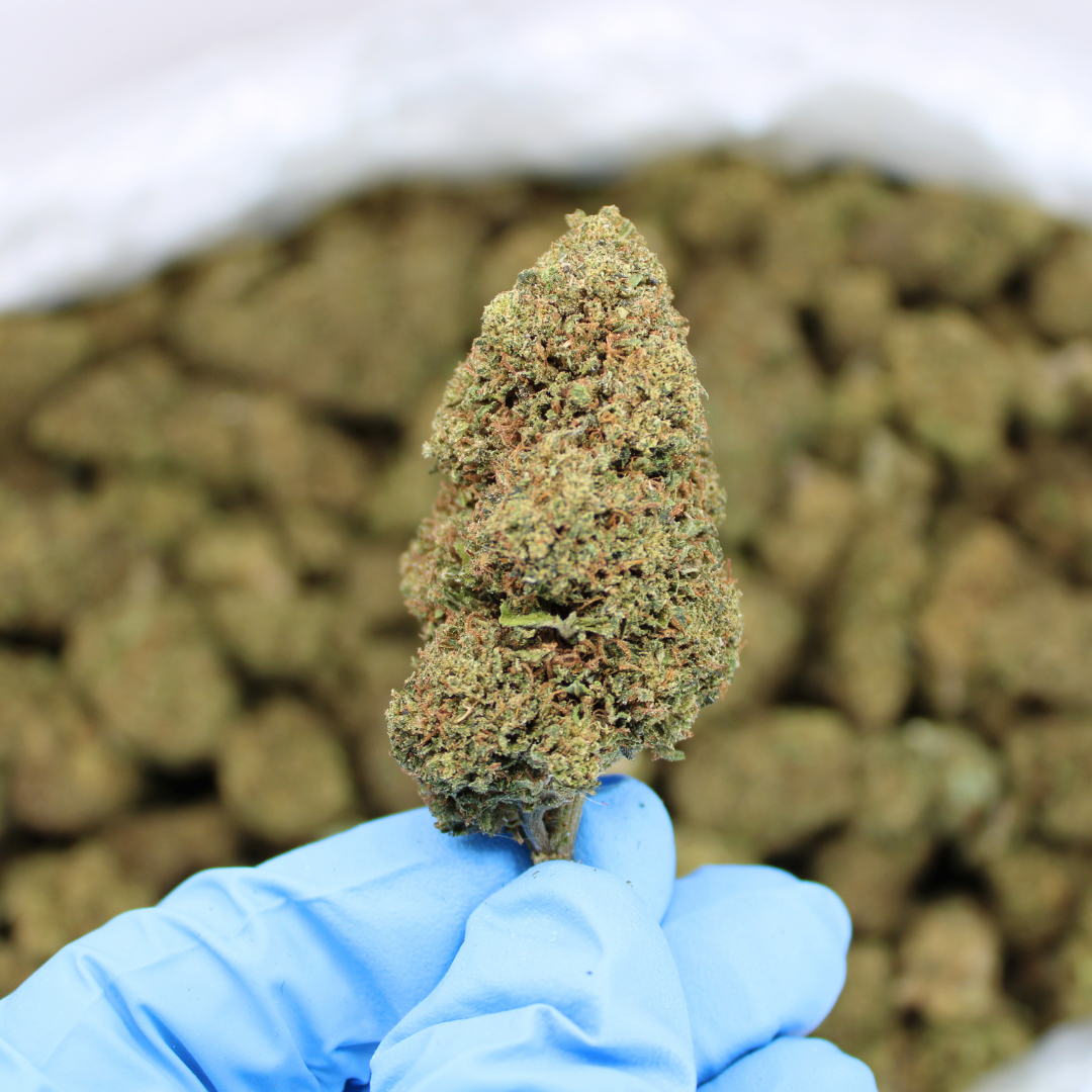 Royal OG CBD flower bud held in a gloved hand
