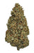 Sour Elektra CBD Flower