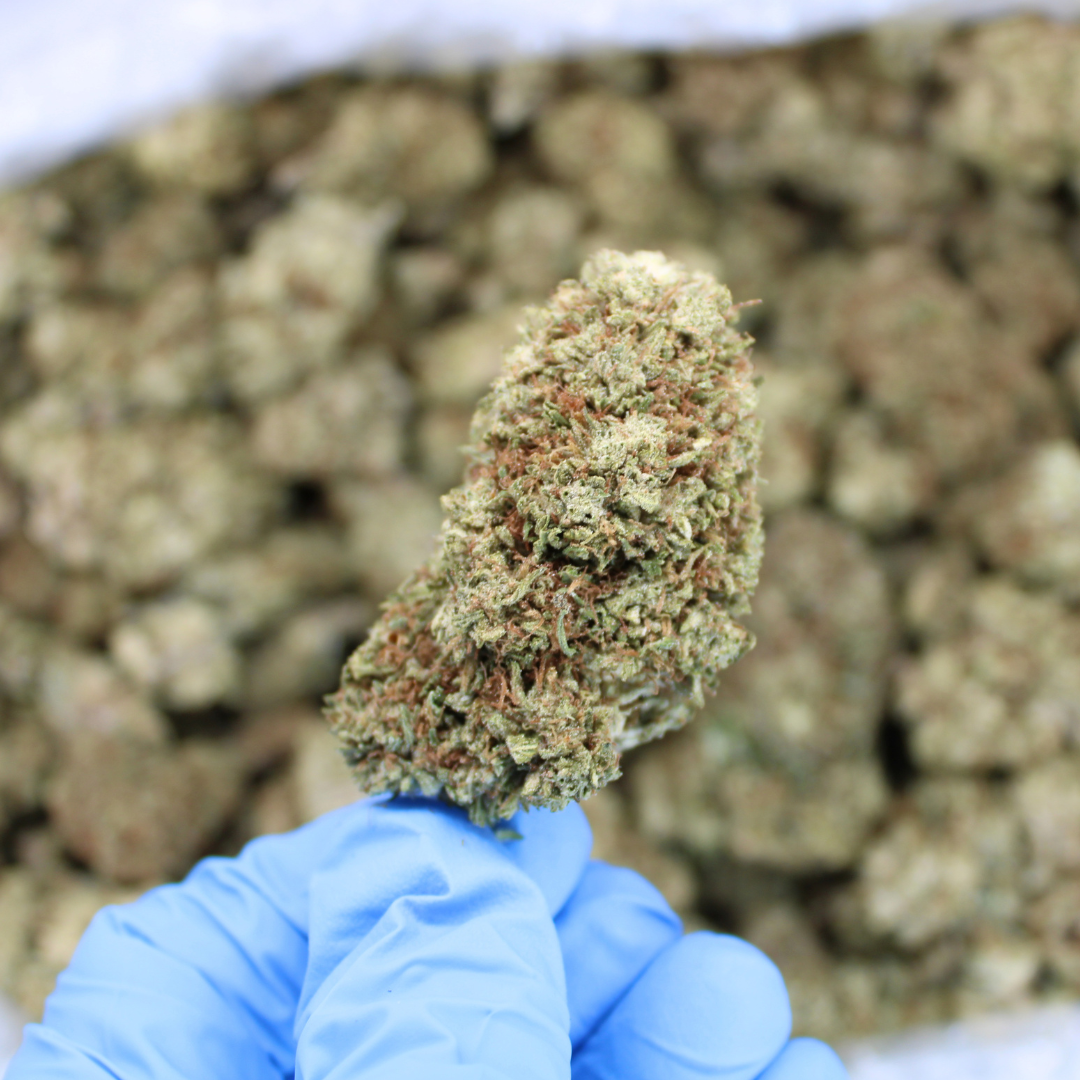 White CBG Hemp flower bud held in a gloved hand