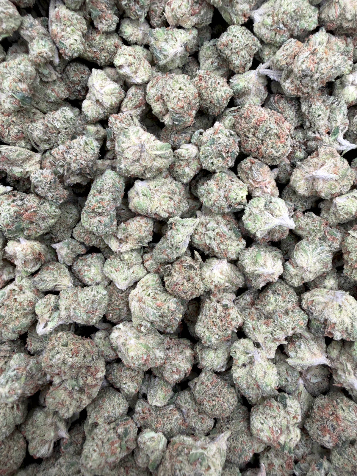 Apple Tart Indoor Smalls THCA flower – full current-batch photo