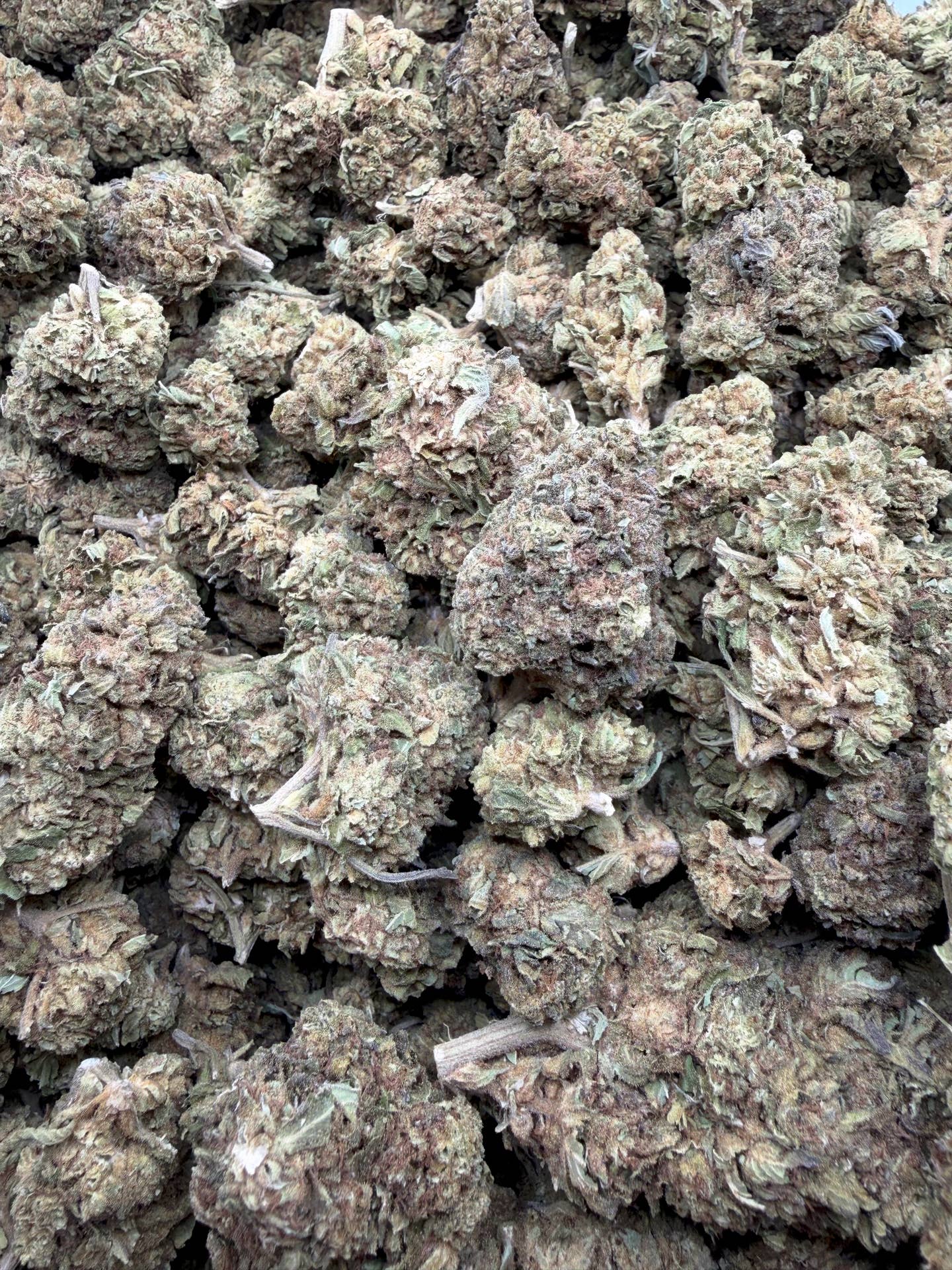 Berry Blender Greenhouse THCA flower batch view