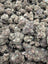 Berry Blender Greenhouse THCA flower batch view