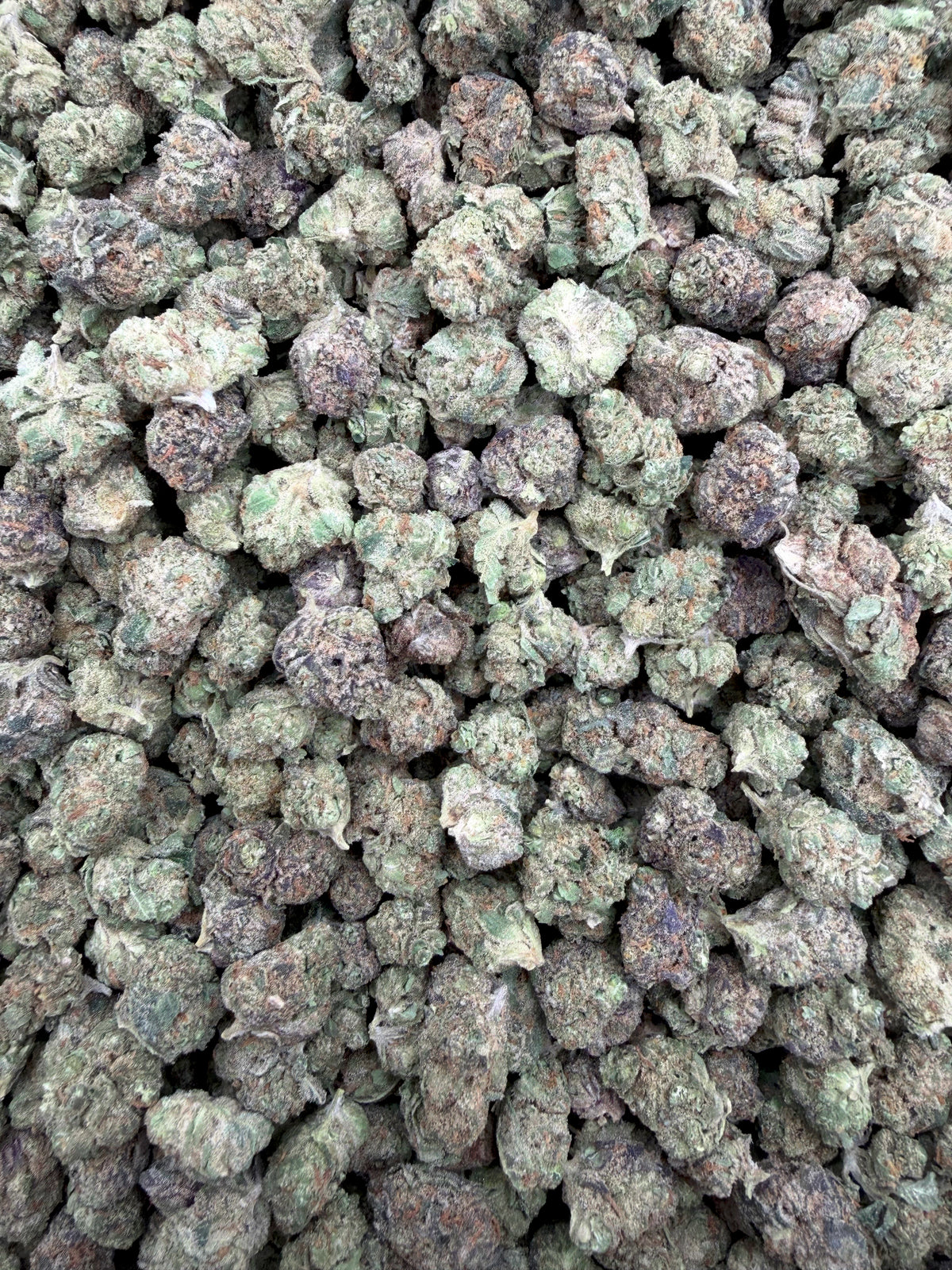 Black Cherry Gelato THCA flower full-frame batch photograph