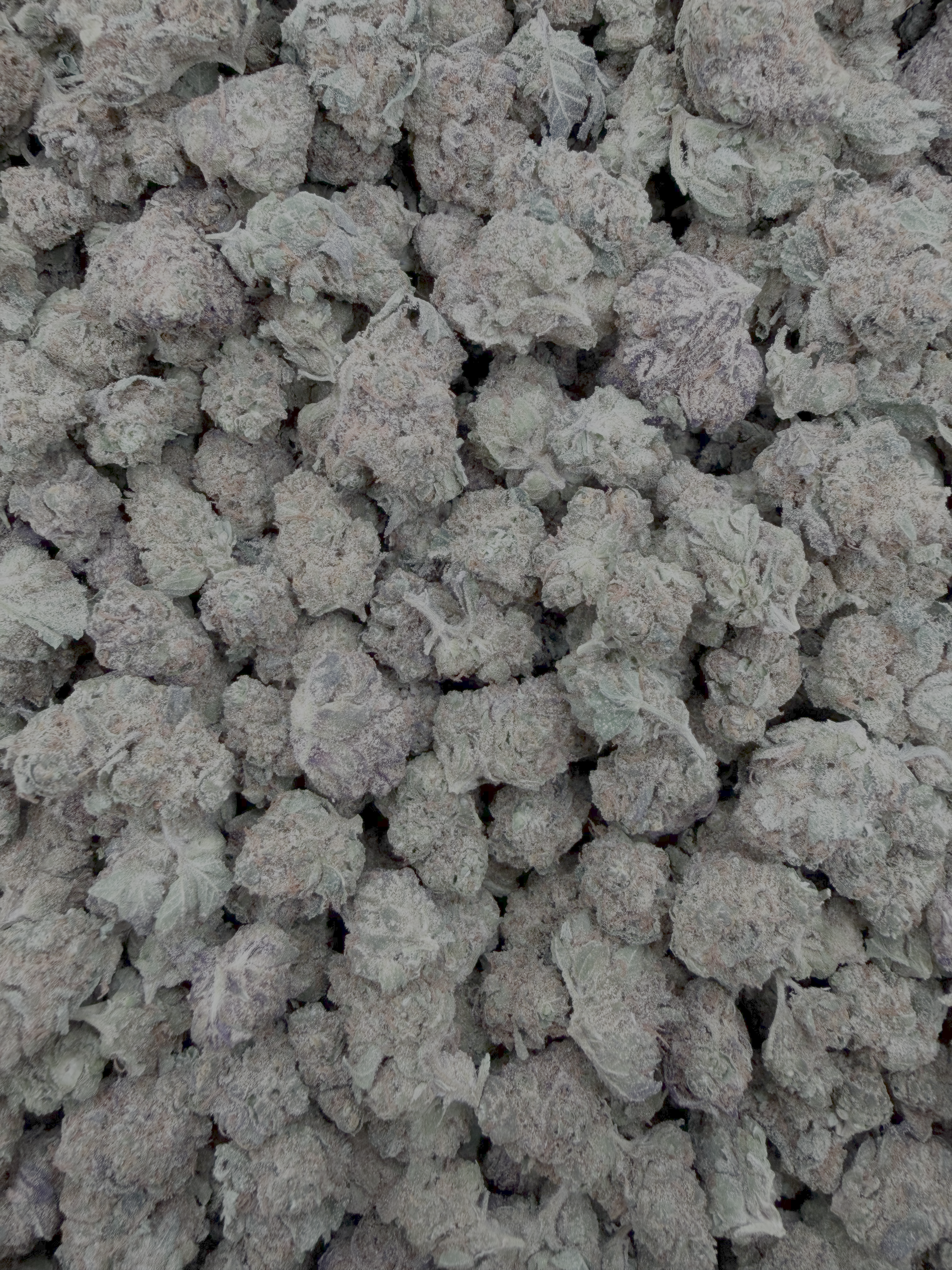 Black Cherry Zoap Smalls THCA flower – current full-lot view