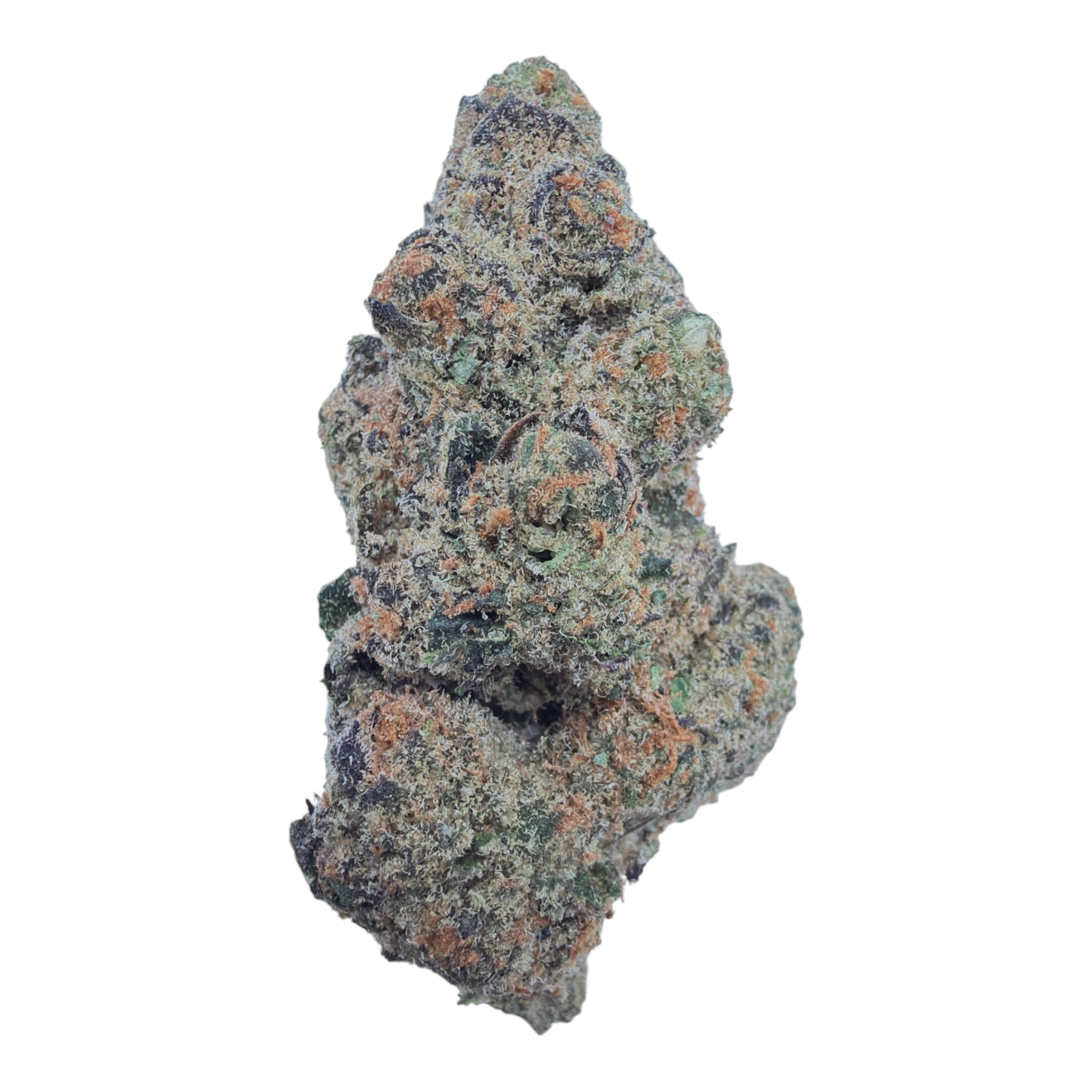 Black Garlic Gelato indoor full-size buds THCA flower — isolated current-lot buds