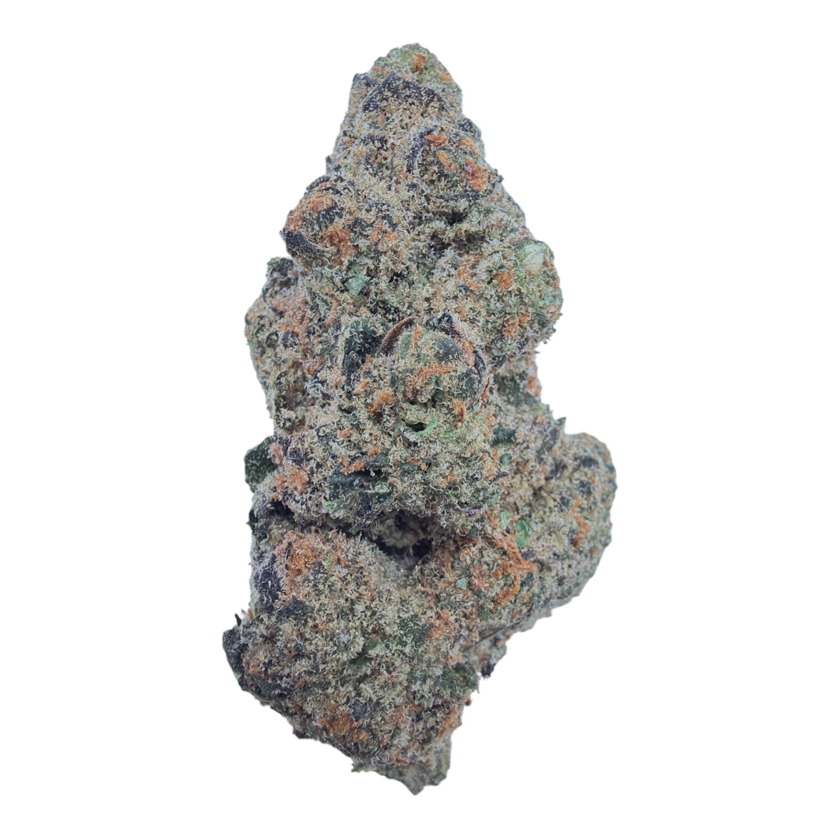 Black Garlic Gelato indoor full-size buds THCA flower — isolated current-lot buds