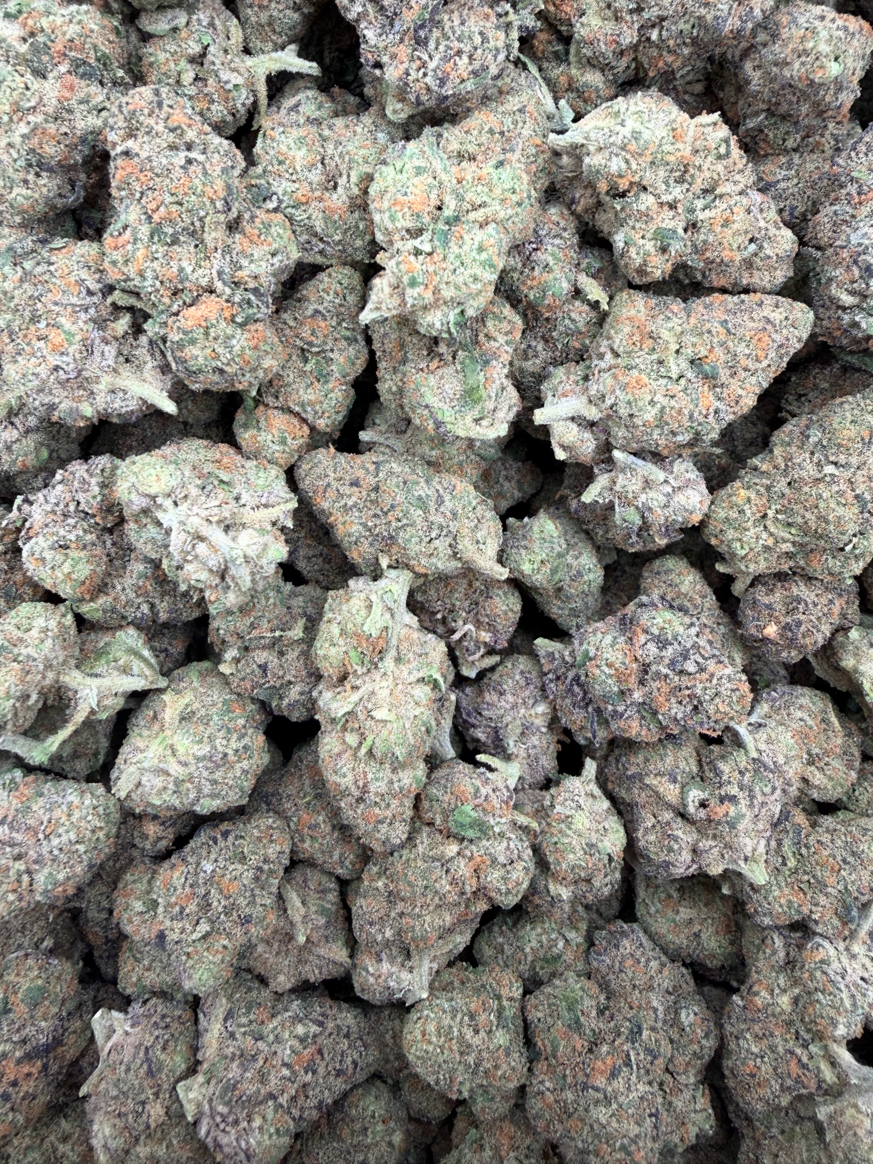 Black Garlic Gelato indoor full-size buds THCA flower — full-lot view