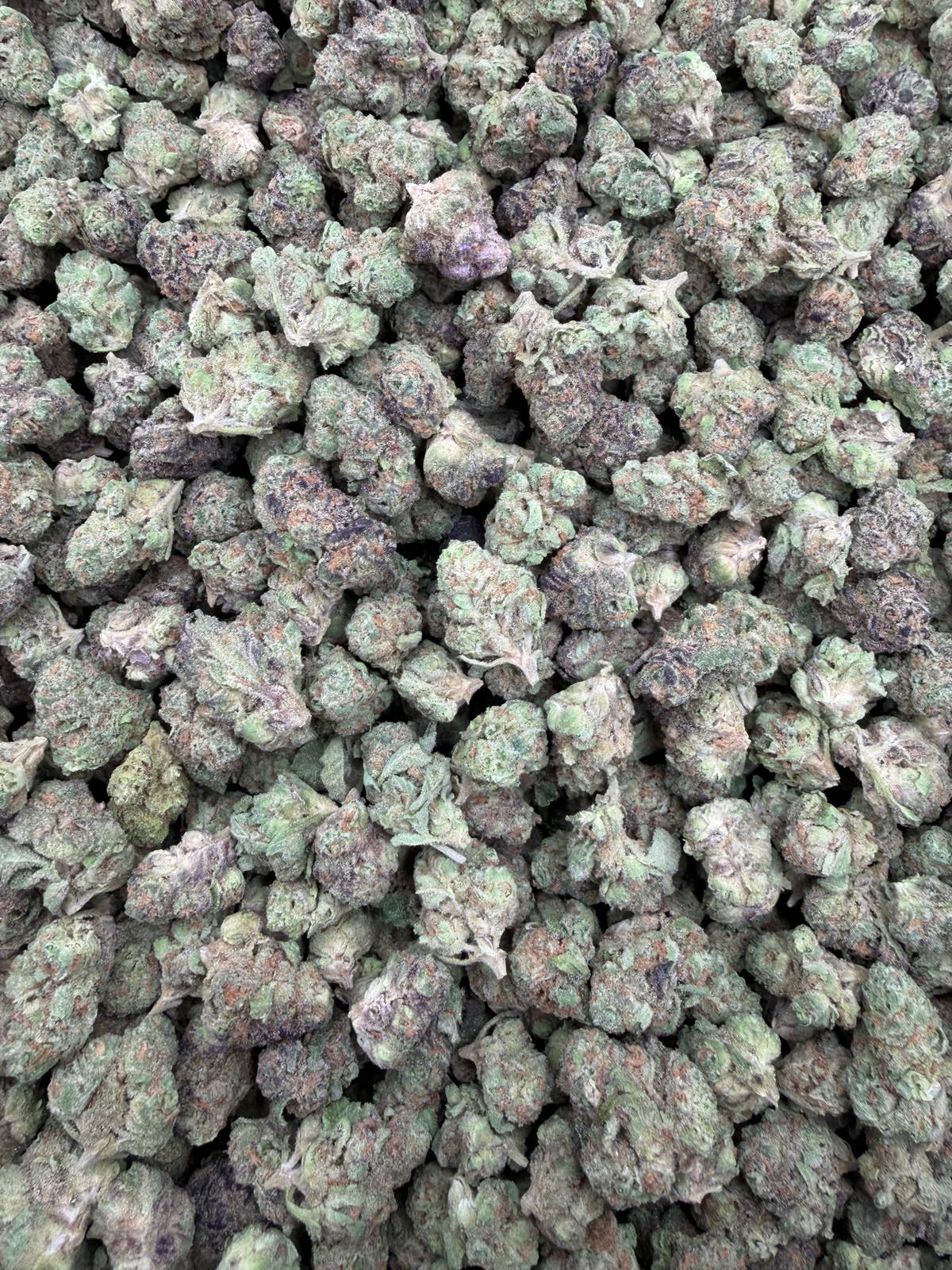 Black Maple indoor THCA smalls batch close-up
