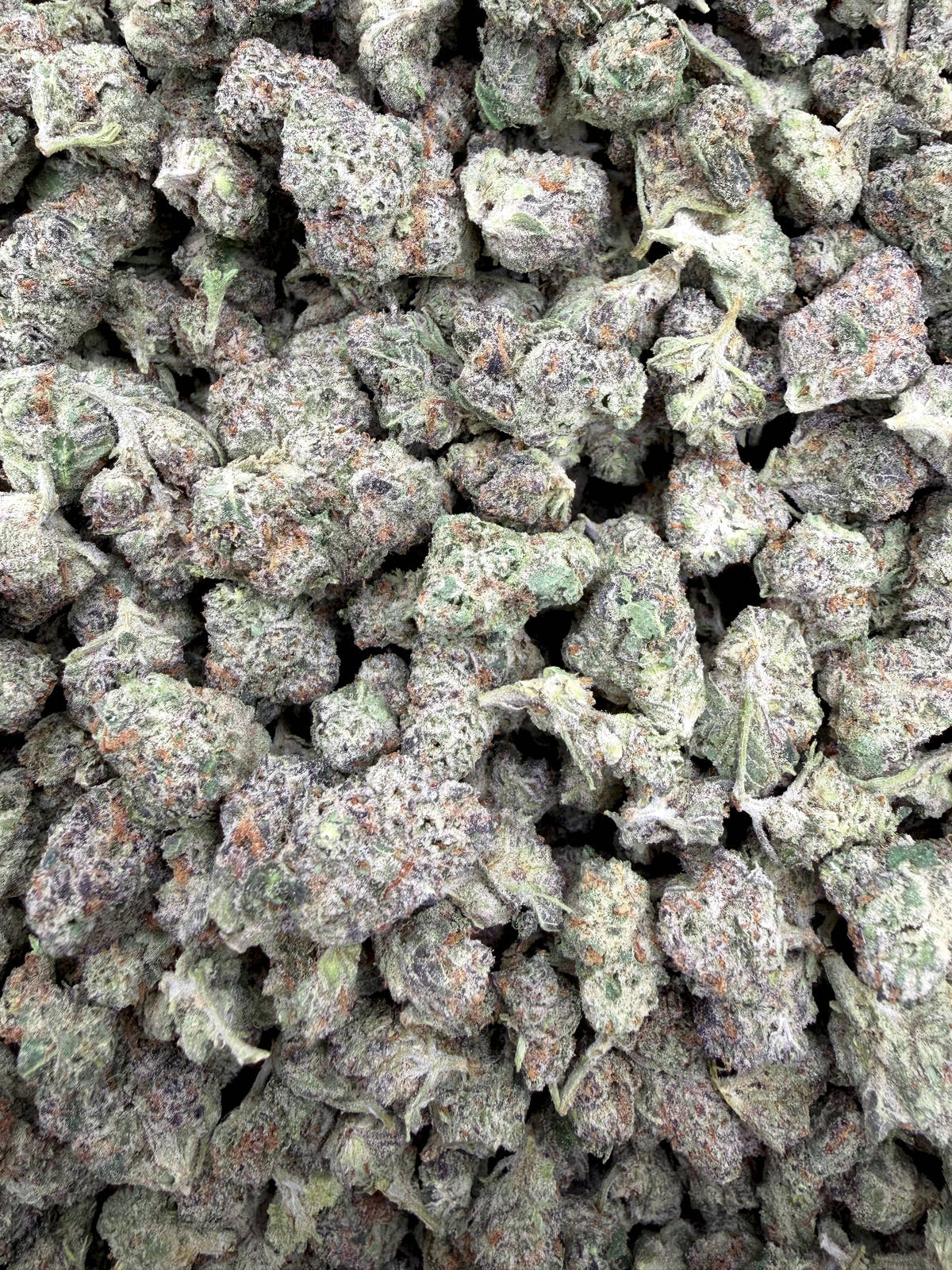 Black Piranha Indoor Smalls THCA flower full current-batch photo