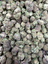Black Truffle THCA flower full framed lot
