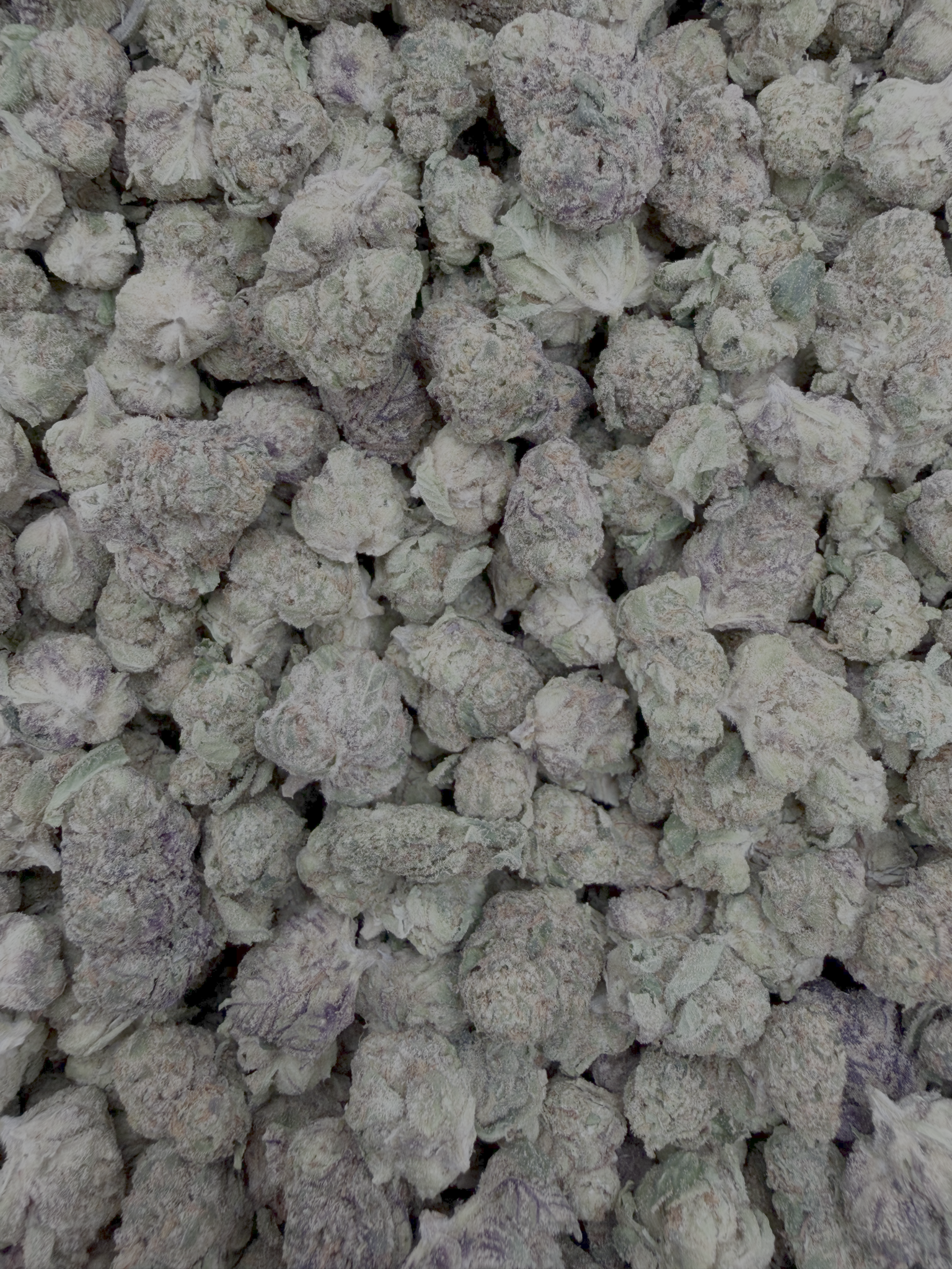 Black Truffle Indoor Smalls THCA flower – full-frame current-batch buds