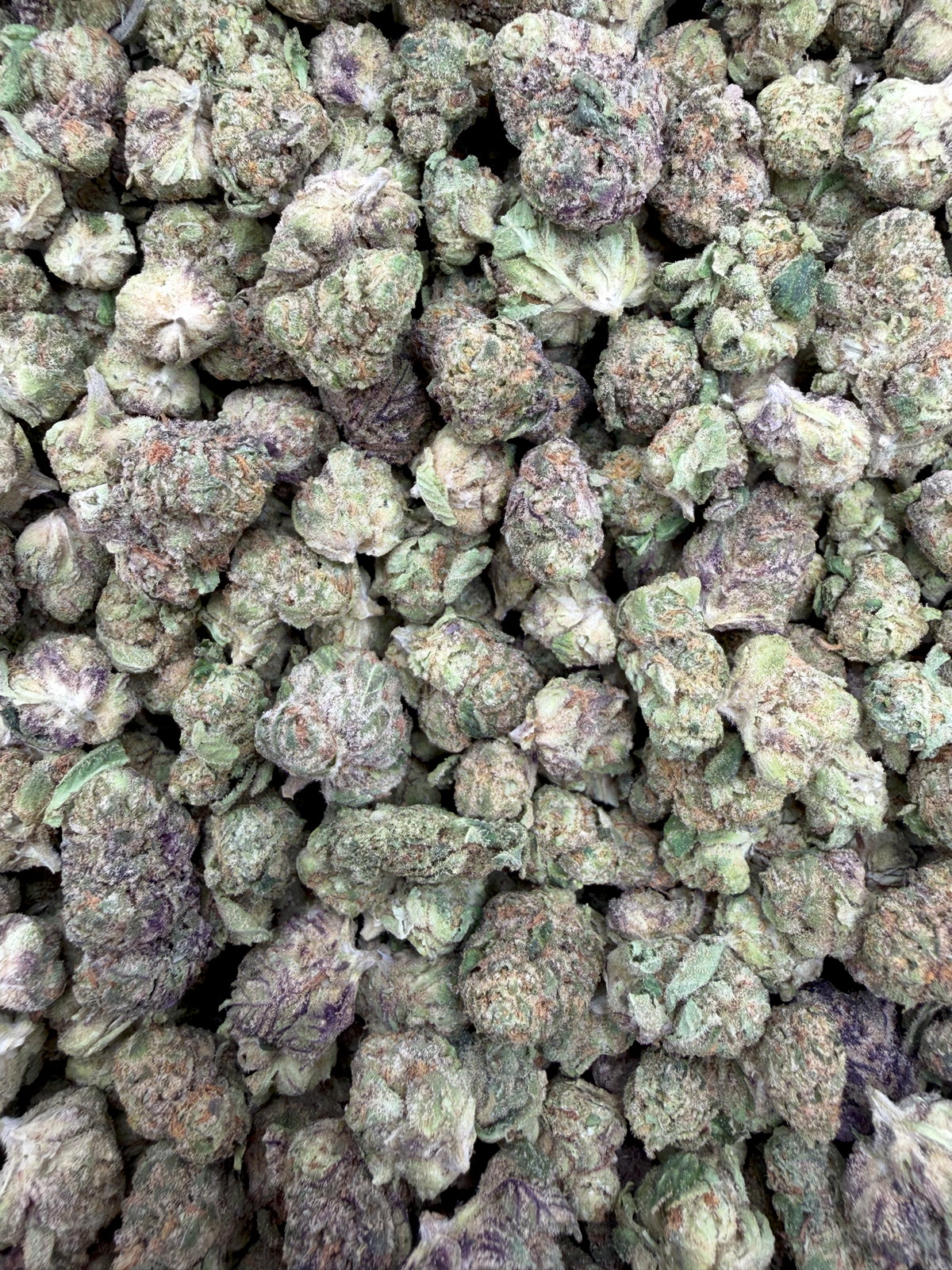 Black Truffle Indoor Smalls THCA flower – full-frame current-batch buds