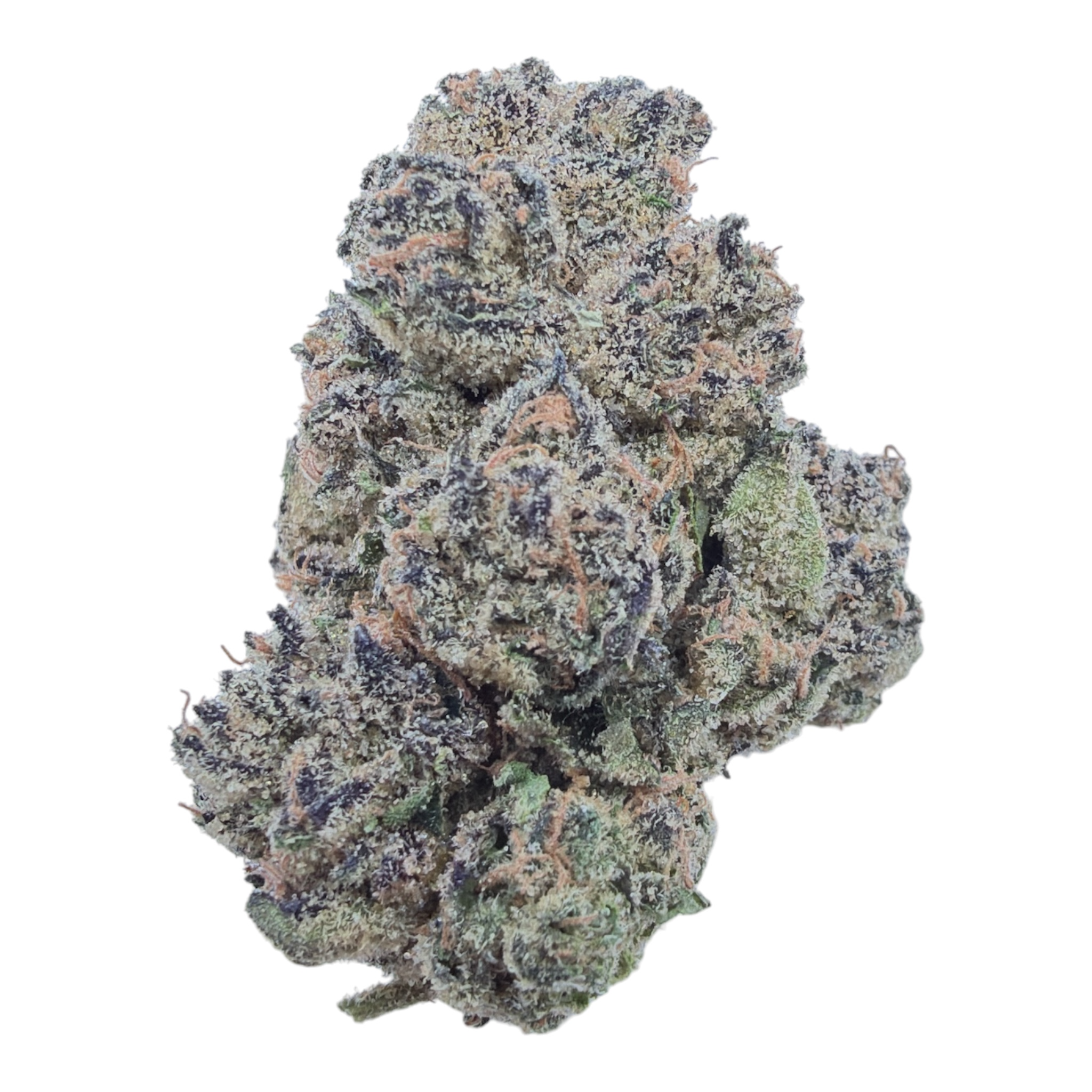 Blue Cookies THCA flower – isolated current-batch bud on white background