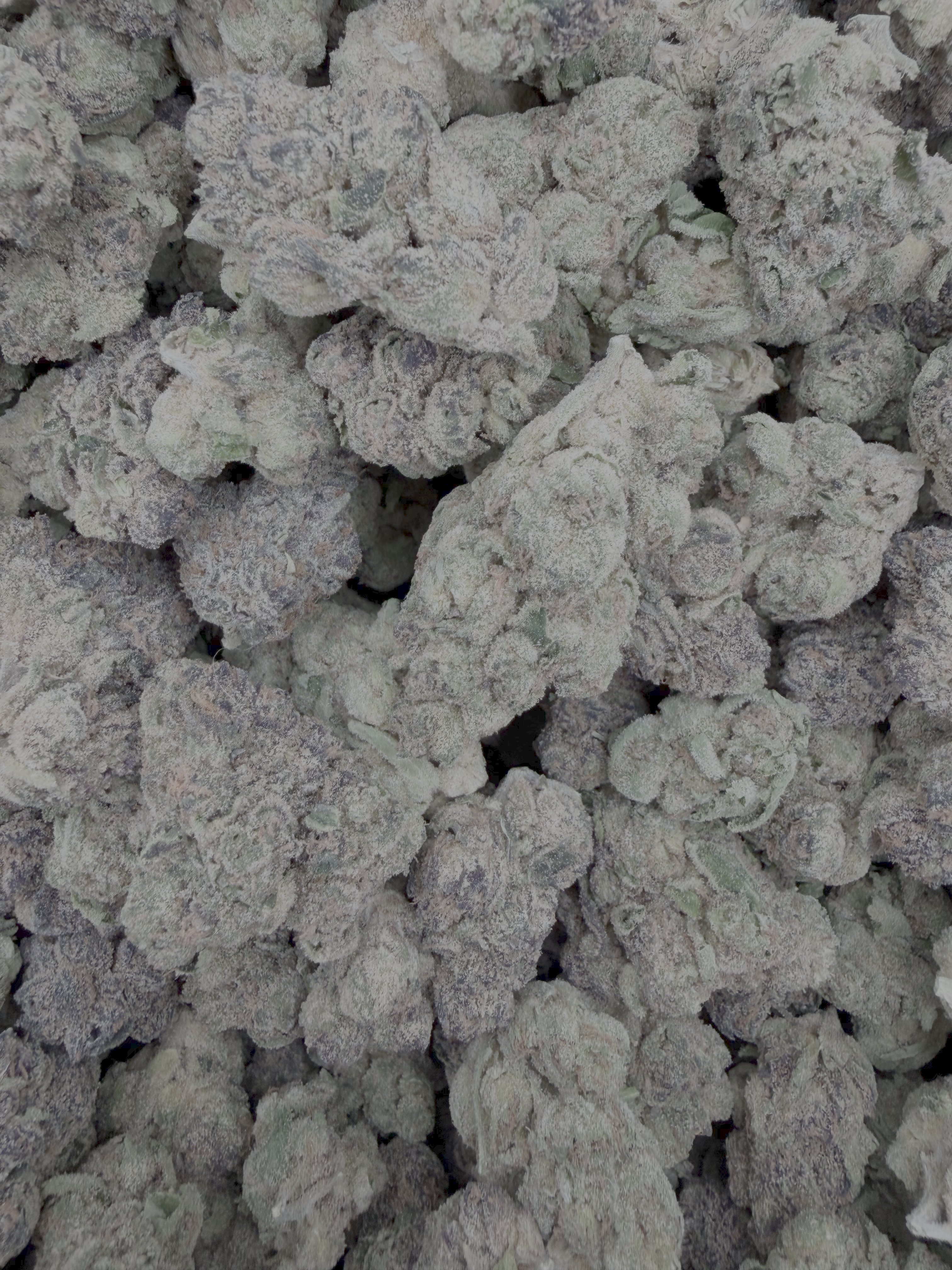 Blue Cookies THCA flower – current full-lot view