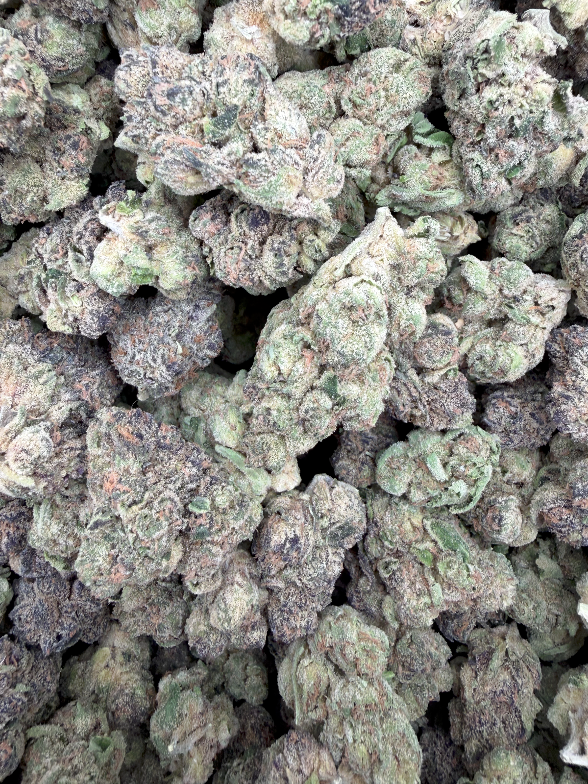 Blue Cookies THCA flower – current full-lot view