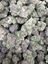 Blue Cookies THCA flower – current full-lot view
