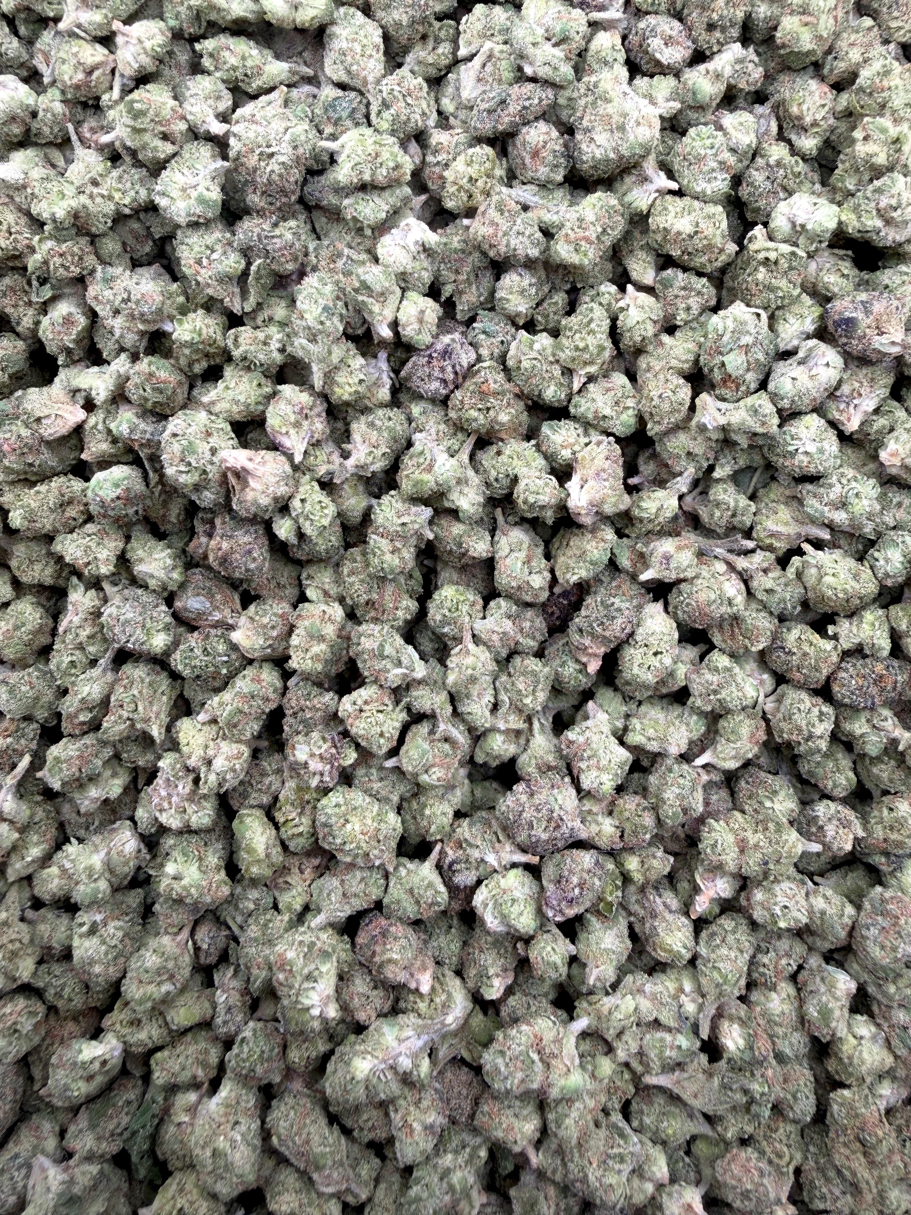 Blue Dream Micros THCA flower full current-batch close-up