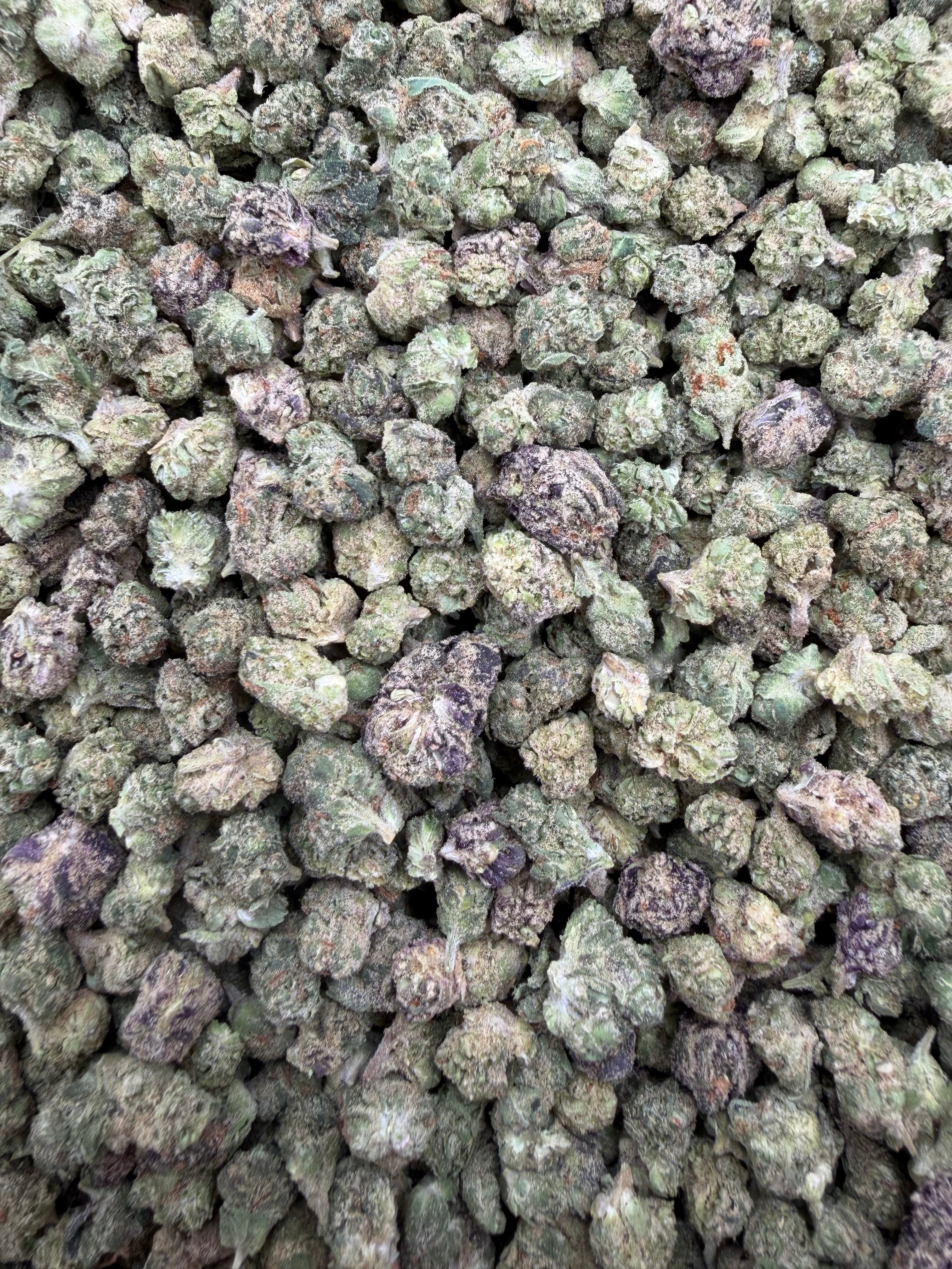 Blueberry Pancake Micros THCA flower full-frame current-batch buds