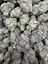 Blueberry Skittlez THCA flower – current full-lot view